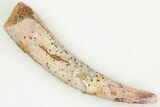 1.25" Fossil Pterosaur (Siroccopteryx) Tooth - Morocco - #201980-1